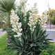 Yucca Filamentosa Juka Karolińska (C2)