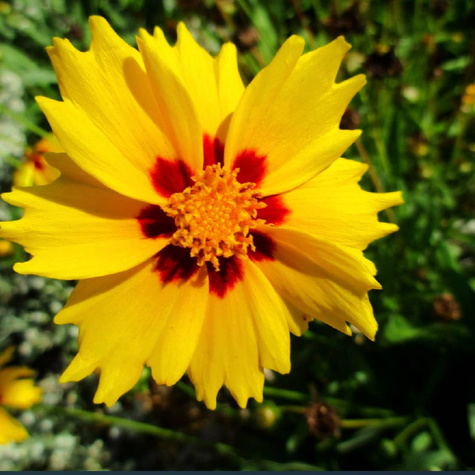 Nachyłek wielkokwiatowy Sunfire (C2)