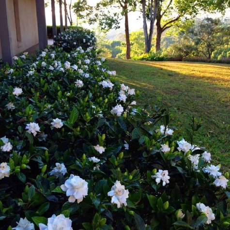 Gardenia Crown Jewel (P9)