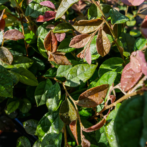 Loropetalum chińskie Fire Dance (C2)
