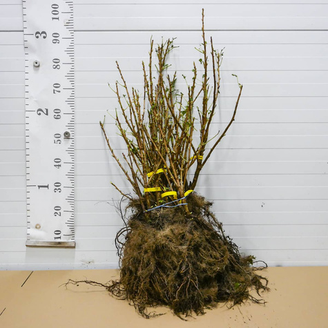 Porzeczka czarna Plant Pack