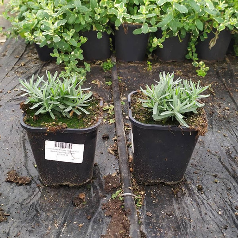 Lawenda Wąskolistna Imperial Gem (C2)