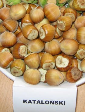 Orzech laskowy Kataloński Leszczyna w doniczce