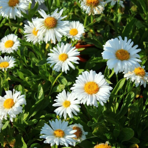 Aster alpejski Albus biały (C2)