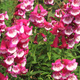 Penstemon Hartwegii Amelia Jayne (C2)