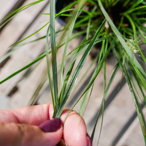 Rozplenica Japońska Piórkówka Little Honey (C2)