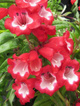 Penstemon Hartwegii Polaris Red (C2)