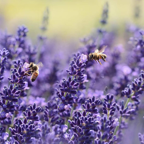 Lawenda Wąskolistna Imperial Gem (C2)