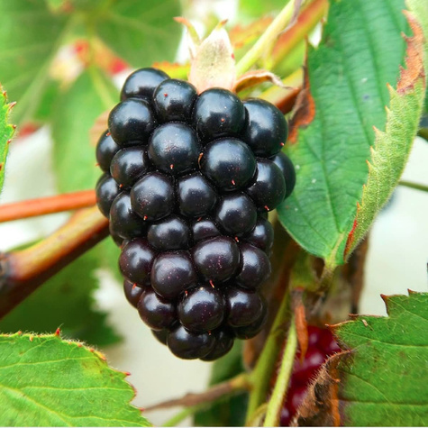 Jeżyna bezkolcowa Plant Pack