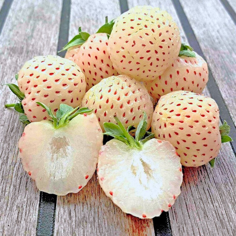 Truskawka Biała Ananasowa średnio późna FRIGO