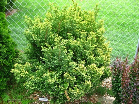 Cyprysik groszkowy Squarrosa Aurea