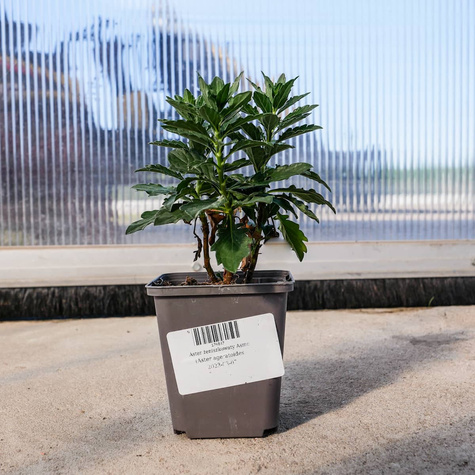 Aster żeniszkowaty Asmo (C2)