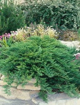 Jałowiec sabiński Tamariscifolia (C2)