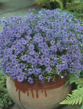 Czubatka ubiorkolistna mieszanka 0,2g