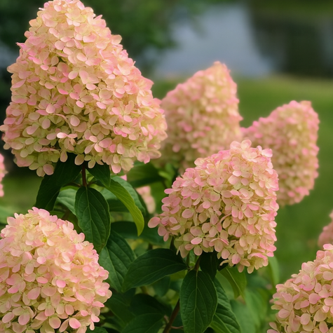 Hortensja bukietowa Queen Romance (P9)