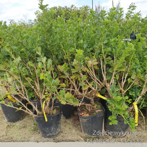 Agrest czerwony bezkolcowy Spine Free na pniu w doniczce