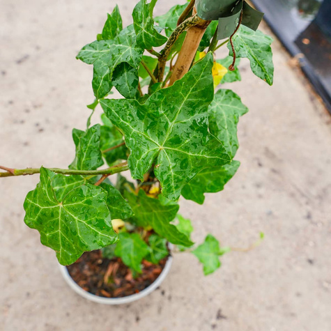 Bluszcz pospolity irlandzki (P9)