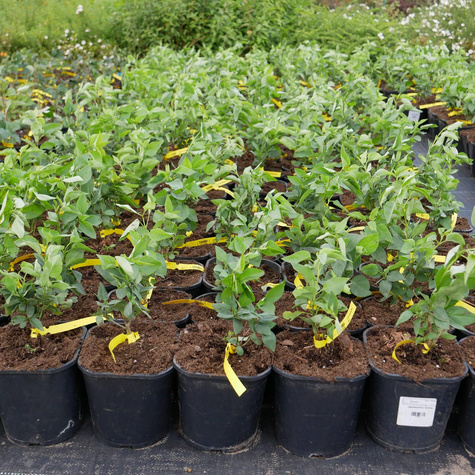 Lilak pospolity Miss Ellen Willmott pachnący (C2)