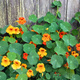 Nasturcja pnąca mix 5g Plantico