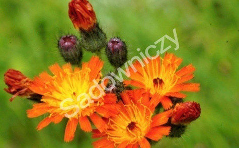 Jastrzębiec pomarańczowy (P9)