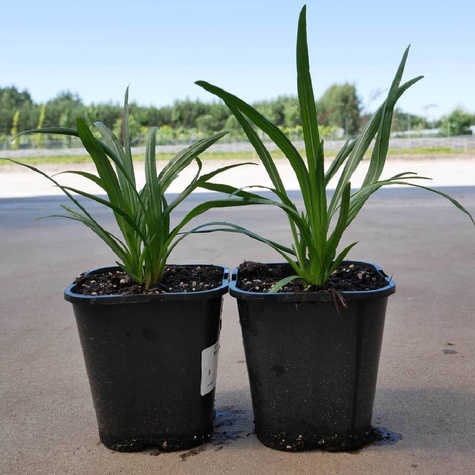 Liatra kłosowa Floristan Violet (C2)