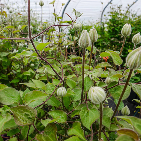 Powojnik Clematis wielkokwiatowy pełny Vyvyan Pennell