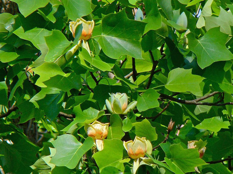 Tulipanowiec amerykański 1g nasiona