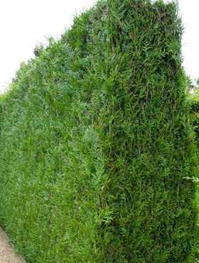 Żywotnik olbrzymi 'Atrovirens' (C2)