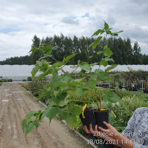Jeżyna czarna w doniczce kolczasta