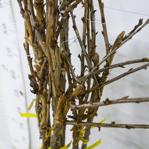 Duo agrest czerwony i porzeczka czerwona na pniu Plant Pack