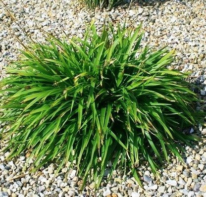 Kosmatka olbrzymia Sherwood (C2)