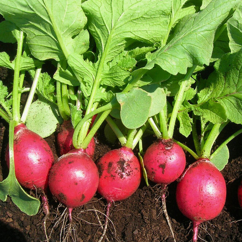 Rzodkiewka Cherry Belle wczesna 10g