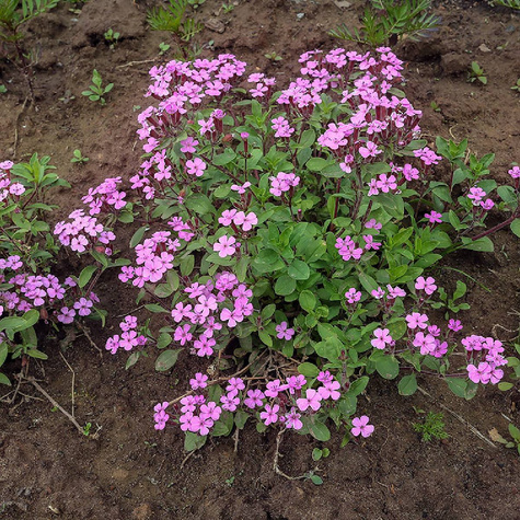 Mydlnica bazyliowata Rose (C2)