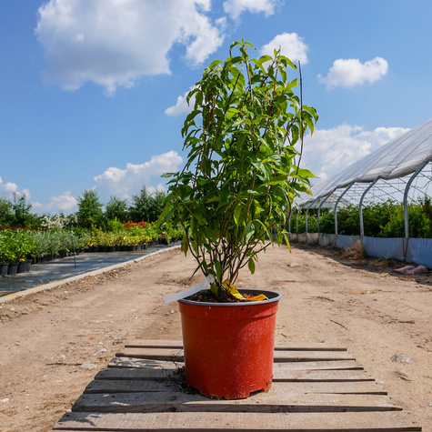 Tawuła śliwolistna Goldfire pełne kwiaty (C2)