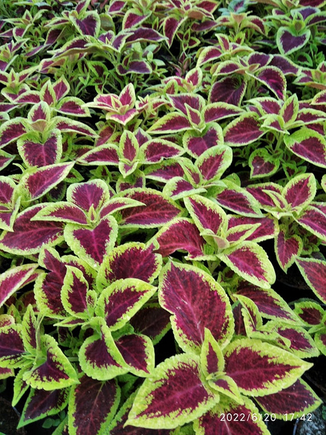 Koleus Coleus Pokrzywka czerwono-zielona