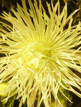 Aster igiełkowy Lemon kremowy 1+0,2g