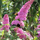 Budleja Dawida Pink Delight jasno różowa (C2)