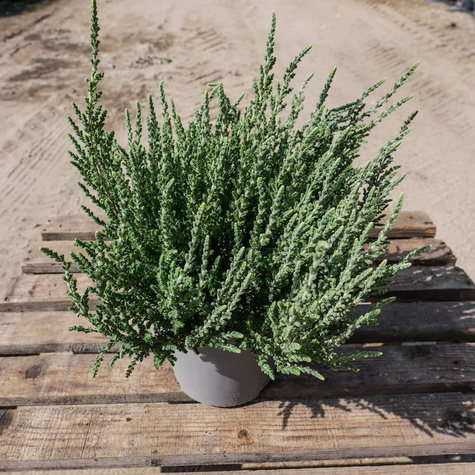 Wrzos pospolity biały kwiat liście srebrno-zielone sadzonki