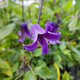 Powojnik Clematis bylinowy Rooguchi