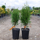 Thuja Tuja Żywotnik zachodni 'Green Egg ®'(C2)