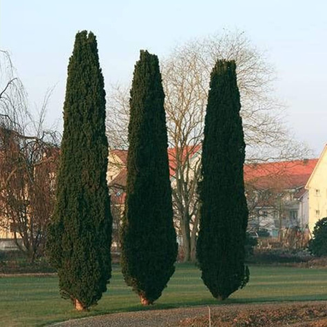 Cis pospolity Fastrigiata Robusta