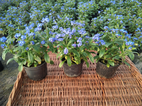 Niezapominajka niebieska sadzonka w doniczce