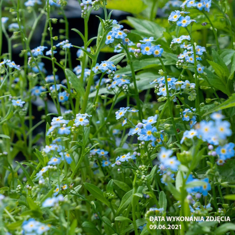 Niezapominajka błotna (C2)