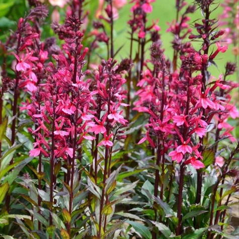 Lobelia okazała Starship Deep Rose (C2) 