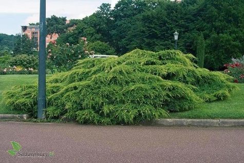 Jałowiec pośredni Pfitzeriana Aurea rozłożysty (C2)