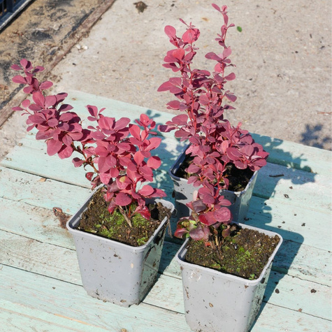 Berberys thunberga Venice (P9)