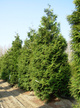 Thuja Tuja Żywotnik olbrzymi Excelsa (P9)