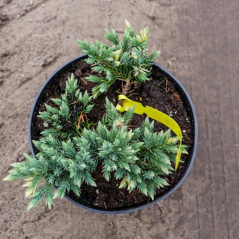 Jałowiec łuskowaty Floreant