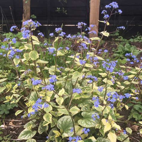 Brunnera wielkolistna Hadspen Cream