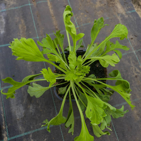 Mak syberyjski Champagne Bubbles Orange (C2)